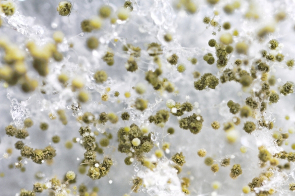 mold spores