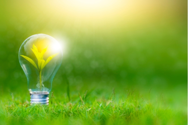 plant inside lightbulb depicting conserving energy