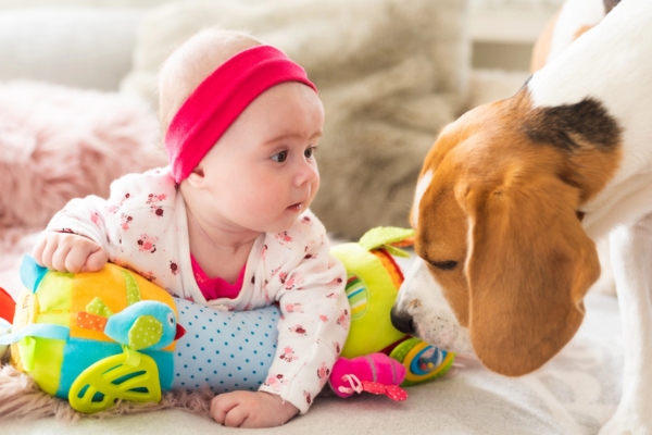 Baby girl looking at a beagle dog